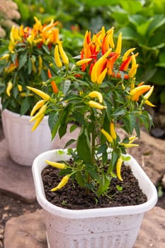 Growing pepper in a pot in the yard of a country house. Gardening and country life