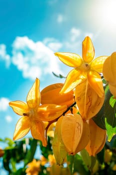 Harvest carambola in the garden. selective focus. food.