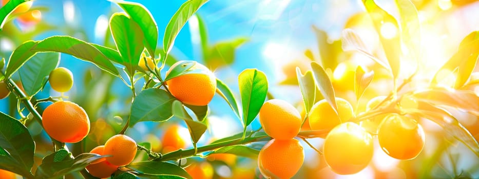 Kumquat harvest in the garden. selective focus. food.