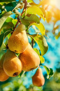 Pear harvest in the garden. selective focus. food.