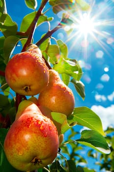 Pear harvest in the garden. selective focus. food.