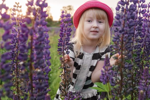 A blonde girl in a field with purple flowers. A little girl in a pink hat is picking flowers in a field. A field with lupines.