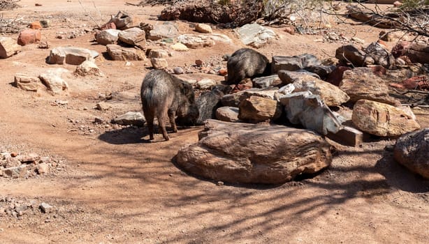 A Group Of Peccary Or Javelina Family In Desert. A Pig-like Ungulate Of The Family Tayassuidae. Wild Pig, Hoofed Mammals In Nature. Wildlife. Horizontal Plane. High quality photo