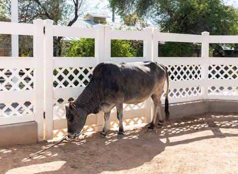 Miniature Zebu Cattle, Gray Cow In Backyard, Farm. Farming, Livestock. Indicine Cattle, Camel Cow Or Humped Cattle. Horizontal Plane. Domestic Animal near White Fence. High quality photo