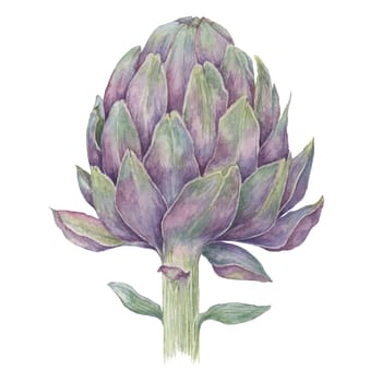 Single globe artichoke isolated on white background. Hand drawn botanical aquarelle of Cynara cardunculus. Green or French artichoke for design, printing, packaging, posters