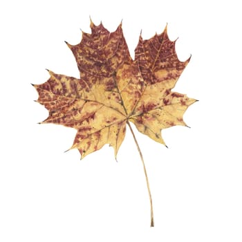 Single maple autumn leaf isolated on white background. Hand drawn detailed botanical illustration. Aquarelle design element for printing, textile, invitation, occasion, card