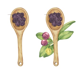 Set of dry maqui berries in wooden spoons,composition with leaves, fresh berries. Hand drawn illustration of Chilean wineberry plant isolated on white background. Aristotelia chilensis design elements for printing, packaging, food supplements, cards