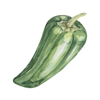 Green jalapeno pepper in watercolor. Bright green pepper design. Hand drawn clipart isolated on white background. Design for printing, postcards, menu, Cinco de mayo, tourism