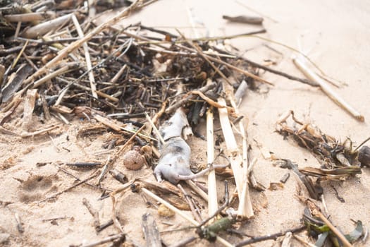 Close-up of deceased rat on sandy beach with flies, surrounded by beach litter, depicting environmental pollution. Dead rodent on sandy beach.