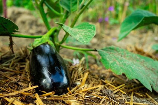 An eggplant grows under an eggplant bush. Copy space.