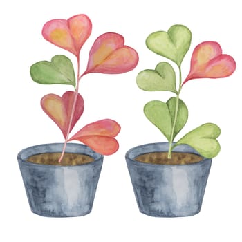 Two pots with hoya kerrii plants in watercolor. Pink, green sweetheart love plant in a pot clipart isolated on white background. Mothers, Fathers day hand drawn design for printing, cards, gift wrapping