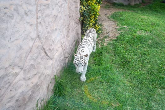Beautiful white bengal tiger walking on the grass