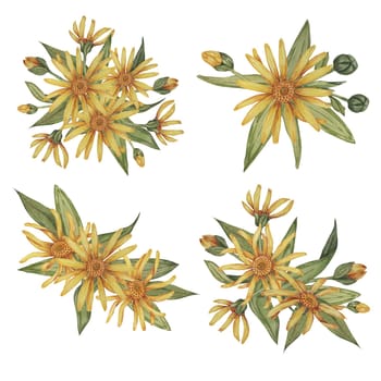 Set of arnica plant groups, bouquets in watercolor. hand drawn wolfsbane flowers in yellow and orange. Realistic mountain tobacco cliparts for packaging and print in cosmetics, herbal medicine, creams