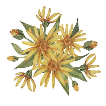 Perennial arnica montana bouquet. Watercolor, hand drawn wolfsbane flowers in yellow. Realistic mountain tobacco cliparts for packaging and print in cosmetics, herbal medicine, creams, ointments