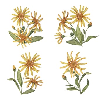 Set of arnica plant groups, bouquets in watercolor. hand drawn wolfsbane flowers in yellow and orange. Realistic mountain tobacco cliparts for packaging and print in cosmetics, herbal medicine, creams