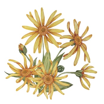 Perennial arnica montana plant in watercolor, hand drawn wolfsbane flowers in yellow and orange. Realistic mountain tobacco cliparts for packaging and print in cosmetics, herbal medicine, creams, ointments