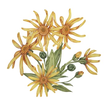 Perennial arnica montana plant in watercolor, hand drawn wolfsbane flowers in yellow and orange. Realistic mountain tobacco cliparts for packaging and print in cosmetics, herbal medicine, creams, ointments