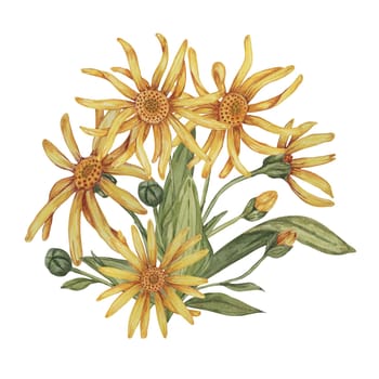 Perennial arnica montana plant in watercolor, hand drawn wolfsbane flowers in yellow and orange. Realistic mountain tobacco cliparts for packaging and print in cosmetics, herbal medicine, creams, ointments