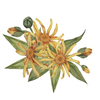 Perennial arnica montana bouquet. Watercolor, hand drawn wolfsbane flowers in yellow. Realistic mountain tobacco cliparts for packaging and print in cosmetics, herbal medicine, creams, ointments