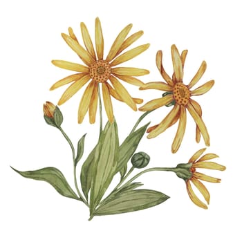 Perennial arnica montana plant in watercolor, hand drawn wolfsbane flowers in yellow and orange. Realistic mountain tobacco cliparts for packaging and print in cosmetics, herbal medicine, creams, ointments