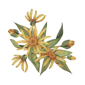 Perennial arnica montana bouquet. Watercolor, hand drawn wolfsbane flowers in yellow. Realistic mountain tobacco cliparts for packaging and print in cosmetics, herbal medicine, creams, ointments