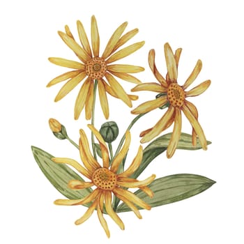 Perennial arnica montana plant in watercolor, hand drawn wolfsbane flowers in yellow and orange. Realistic mountain tobacco cliparts for packaging and print in cosmetics, herbal medicine, creams, ointments