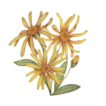 Perennial arnica montana plant in watercolor, hand drawn wolfsbane flowers in yellow and orange. Realistic mountain tobacco cliparts for packaging and print in cosmetics, herbal medicine, creams, ointments