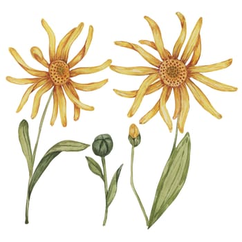 Arnica montana, hand drawn wolfsbane watercolor flowers in yellow and orange. Realistic mountain tobacco cliparts for packaging and print in cosmetics, herbal medicine, creams, ointments