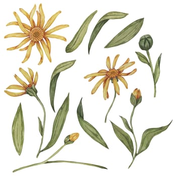 Set of elements of arnica montana plant. Parts of the mountain tobacco yellow flower with leaves. Hand drawn watercolor clipart for packaging and print in cosmetics, herbal medicine, creams, ointments