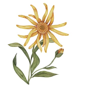 Arnica montana, hand drawn wolfsbane watercolor flowers in yellow and orange. Realistic mountain tobacco cliparts for packaging and print in cosmetics, herbal medicine, creams, ointments