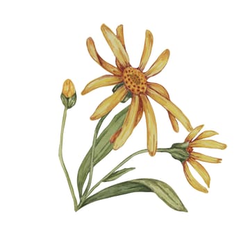 Arnica montana, hand drawn wolfsbane watercolor flowers in yellow and orange. Realistic mountain tobacco cliparts for packaging and print in cosmetics, herbal medicine, creams, ointments