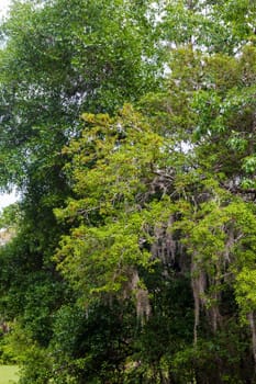 Lake Apopka Loop Trail, Florida