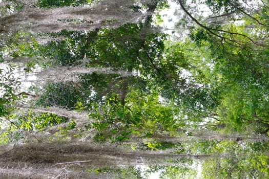Lake Apopka Loop Trail, Florida