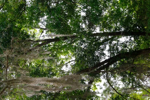Lake Apopka Loop Trail, Florida