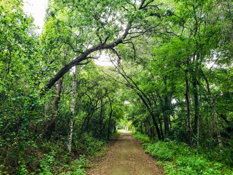 Lake Apopka Loop Trail, Florida