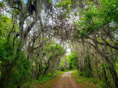 Lake Apopka Loop Trail, Florida