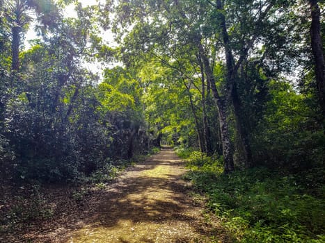 Lake Apopka Loop Trail, Florida