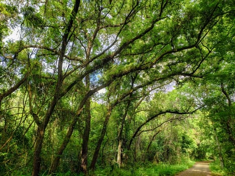 Lake Apopka Loop Trail, Florida