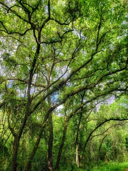 Lake Apopka Loop Trail, Florida
