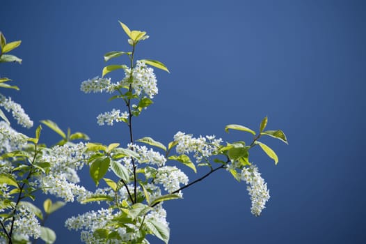 Bird cherry tree with branches covered in small, white flowers against a clear blue sky