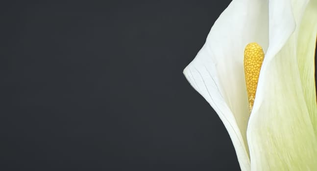 Single white calla lily flower in close up over black background, banner size image with free copy space for text