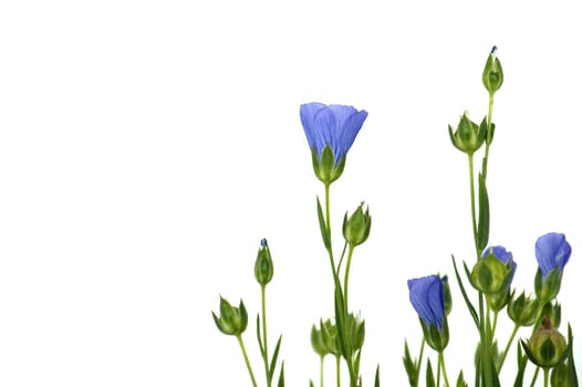 Blue flax blossom and plants with leaves in close up isolated on white background