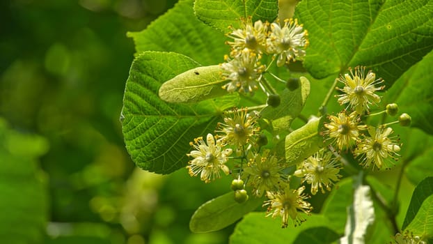 Linden tree branch adorned with small yellow flowers and surrounded by large green leaves, linden flowers exhibit varying stages of bloom with some petals open and others yet to unfurl