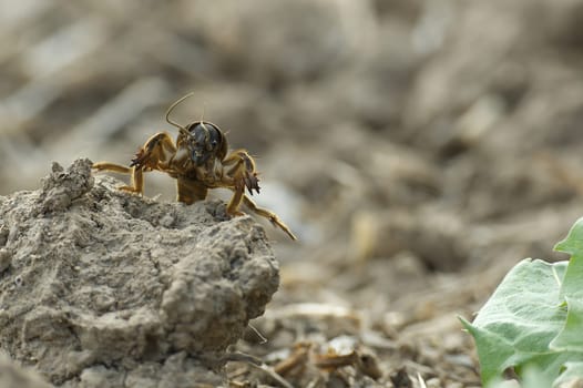 European mole cricket (Gryllotalpa gryllotalpa) in low angle view and blurred background