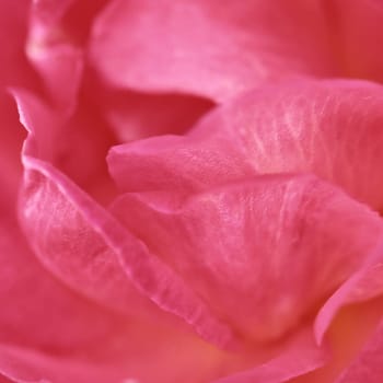 Pink rose petals. Soft focus. Macro flowers background for holiday brand design.