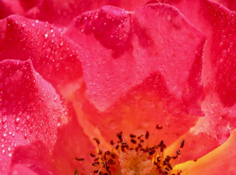 Pink yellow rose flower petals with dew drops. Macro flowers background for holiday design. Soft focus