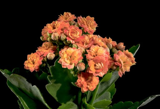 Beautiful blooming Orange kalanchoe flowers isolated on a black background. Flower heads close-up.