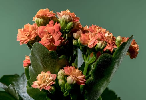 Beautiful blooming Orange kalanchoe flowers on a green background. Flower heads close-up.