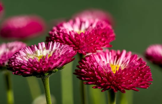 Beautiful blooming Daisy red Bellis flowers on a green background. Flower head close-up.