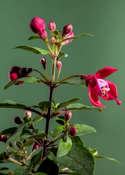 Beautiful blooming Red fuchsia flower on a green background. Flower head close-up.